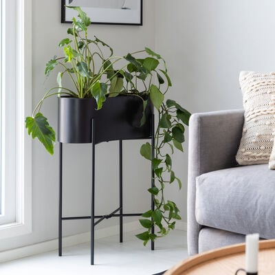 Lilja kukkateline musta